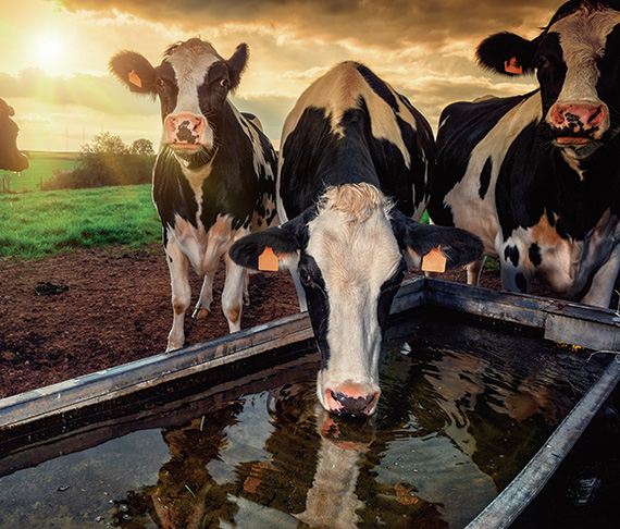 La lechería en Uruguay